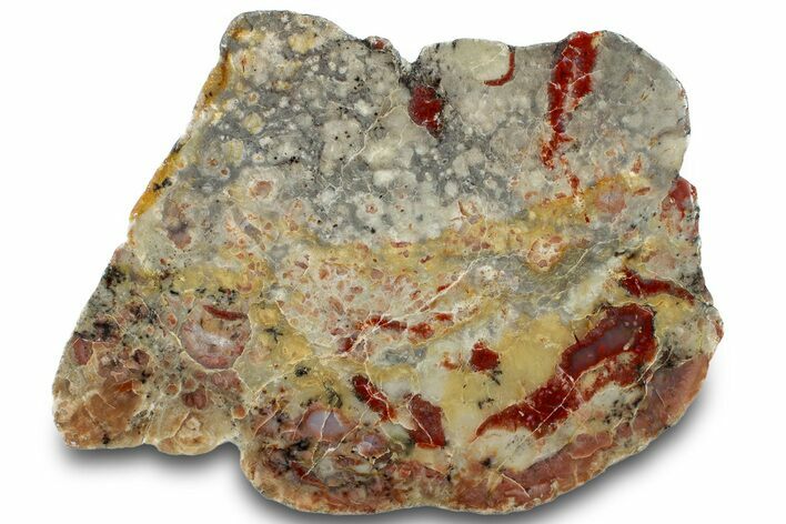 Polished Dinosaur Coprolite Nodule Section - Utah #307981